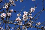 macros almond trees 