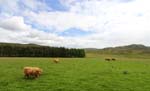 Animals Highland Cattles 