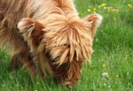 Animals Highland Cattles 