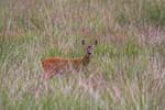 Animals Red Deer 