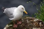 Birds SeaGulls 