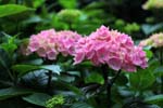 macro hortensia 