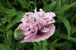 macro poppies