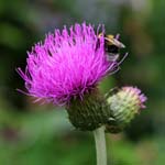 macro thistle