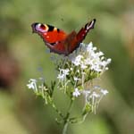 Macro-Butterfly 