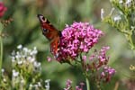 Macro-Butterfly 