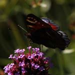 Macro-Butterfly 