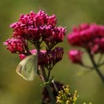 Macro-Butterfly 