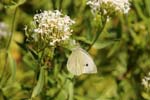 Macro-Butterfly 