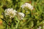 Macro-Butterfly 