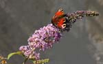 Macro-Butterfly 