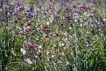 Macro-Flowerfields 