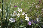 Macro-Flowerfields 