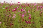 Macro-Flowerfields 