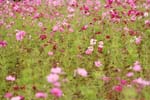 Macro-Flowerfields 