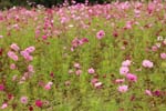 Macro-Flowerfields 