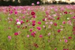 Macro-Flowerfields 