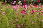 Macro-Flowerfields 