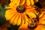 Macro-Flowers-Black Eyed Susan 