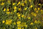 Macro-Flowers-Canola 