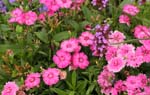 Macro-Flowers-Carnation 