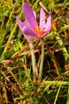 Macro-Flowers-Crocus 