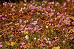 Macro-Flowers-Cyclamen 