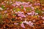 Macro-Flowers-Cyclamen 