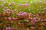 Macro-Flowers-Cyclamen 