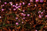 Macro-Flowers-Cyclamen 