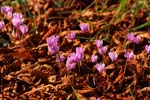 Macro-Flowers-Cyclamen 