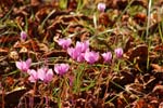 Macro-Flowers-Cyclamen 