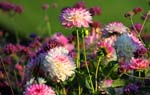 Macro-Flowers-Dahlias 