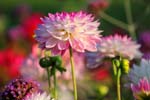 Macro-Flowers-Dahlias 