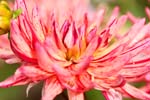 Macro-Flowers-Dahlias 