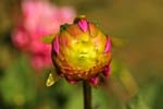 Macro-Flowers-Dahlias 