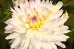 Macro-Flowers-Dahlias 