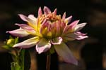 Macro-Flowers-Dahlias 