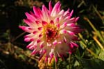 Macro-Flowers-Dahlias 