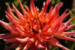 Macro-Flowers-Dahlias 