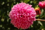 Macro-Flowers-Dahlias 