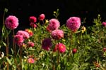 Macro-Flowers-Dahlias 