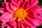 Macro-Flowers-Dahlias 