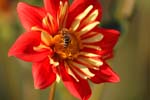 Macro-Flowers-Dahlias 