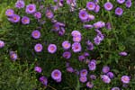 Macro-Flowers-Daisies 