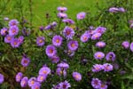 Macro-Flowers-Daisies 