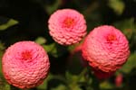 Macro-Flowers-Daisies 