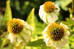 Macro-Flowers-Daisies 