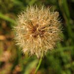 Macro-Flowers-Dandelion 