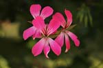 Macro-Flowers-Geranium 